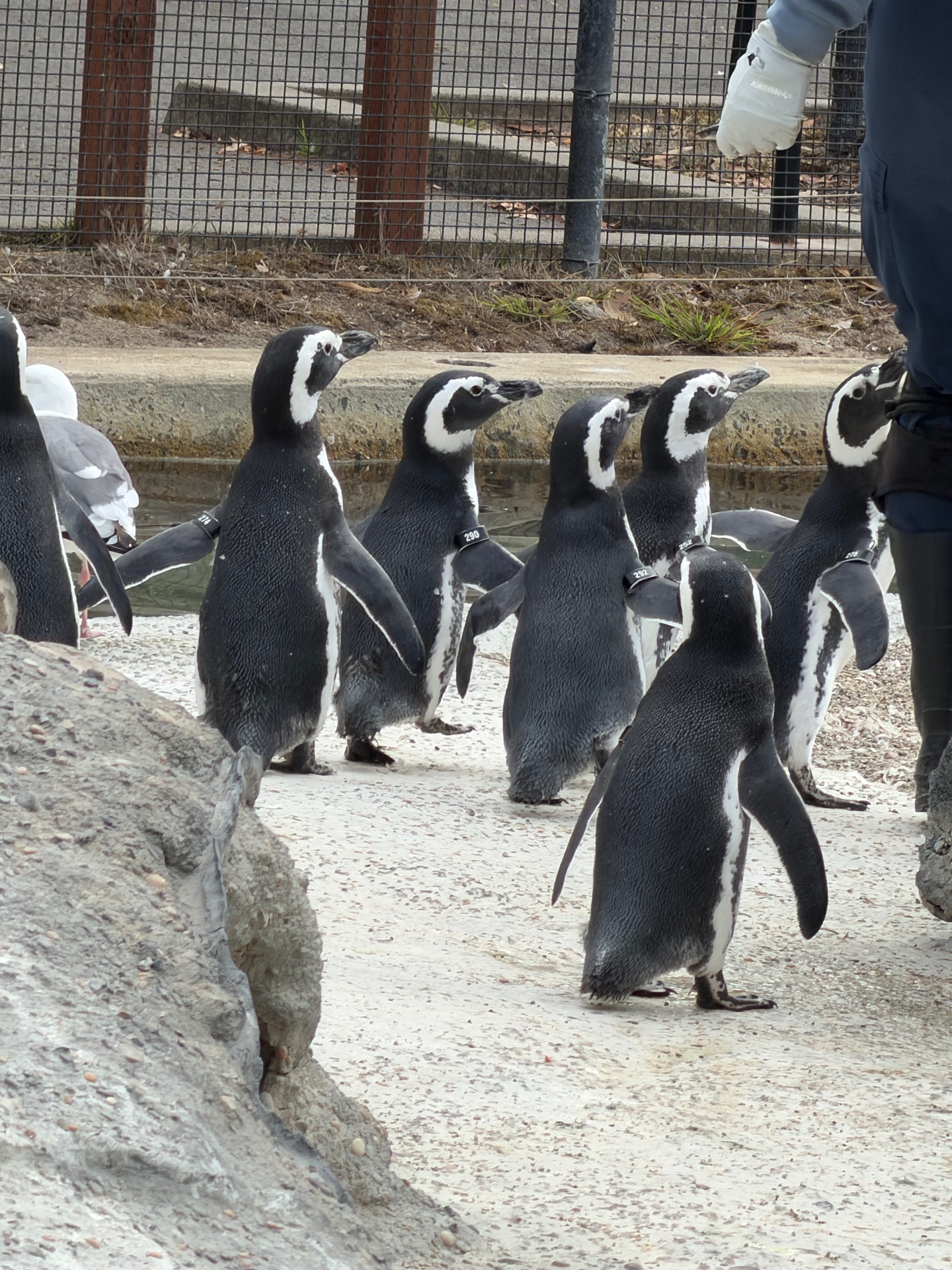 Penguin encounter